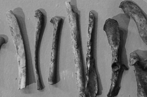 Faunal and Shell Analysis